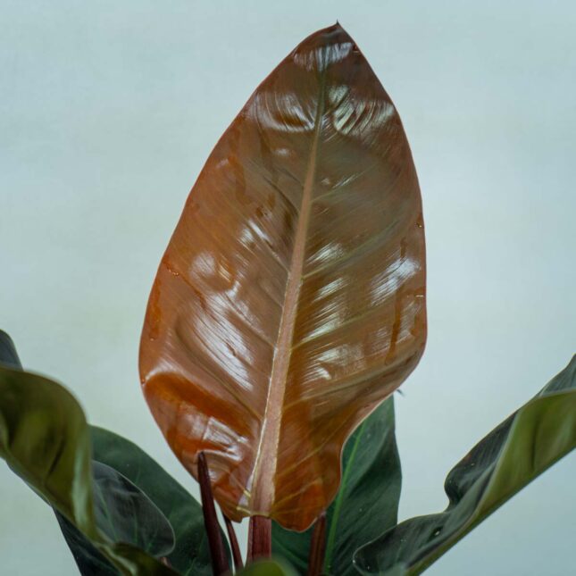 philodendron-imperial-red philodendron-imperial-red