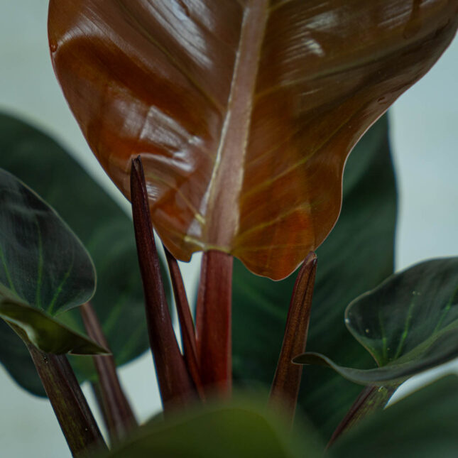 philodendron-imperial-red philodendron-imperial-red