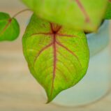 caladium-bicolor-river