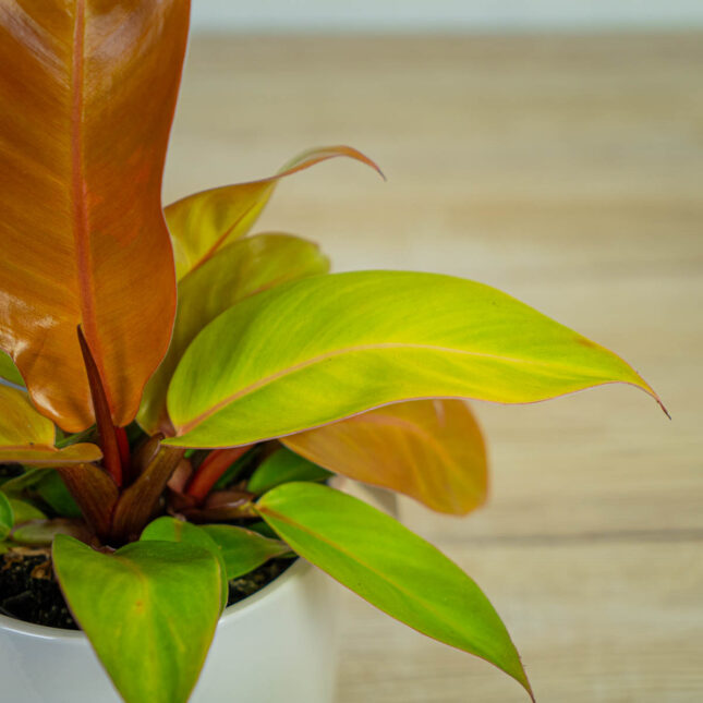 philodendron-prince-of-orange philodendron-prince-of-orange