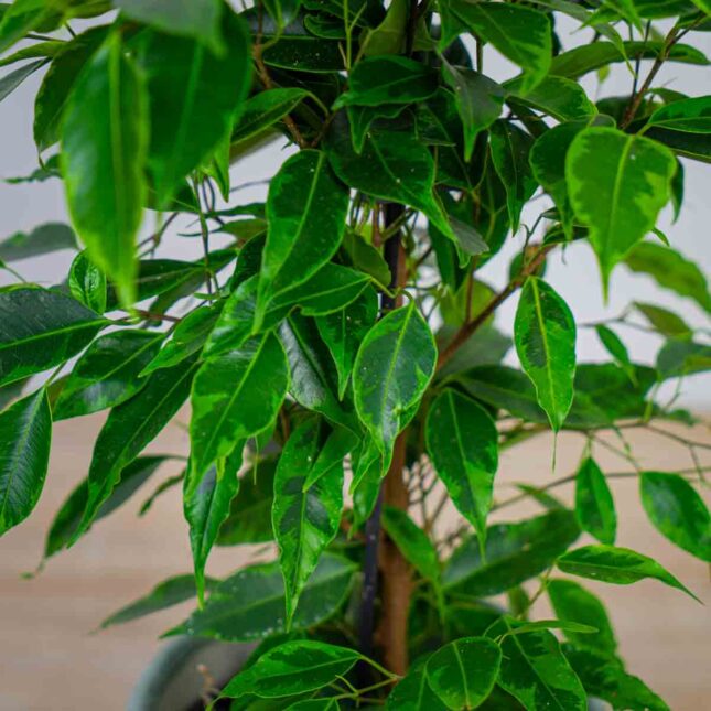 fikus-benjamina-anastasia-ficus fikus-benjamina-anastasia-ficus