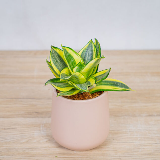 sansevieria-trifasciata-golden-hahnii sansevieria-trifasciata-golden-hahnii