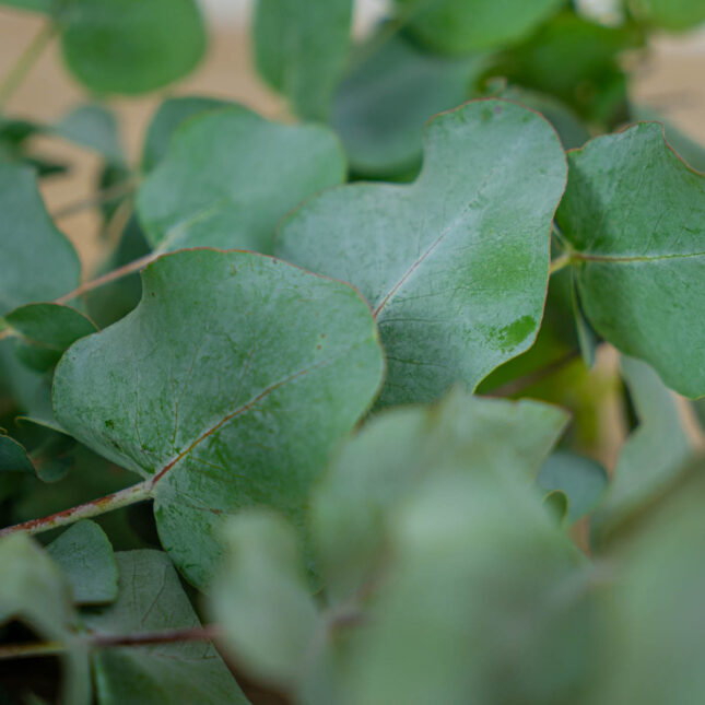 eukaliptus-ciety eukaliptus-ciety