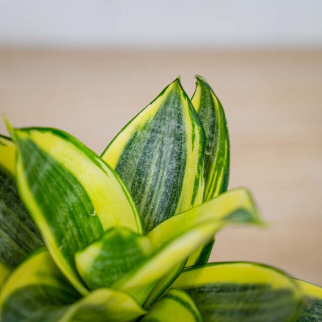 sansevieria-trifasciata-golden-hahnii sansevieria-trifasciata-golden-hahnii