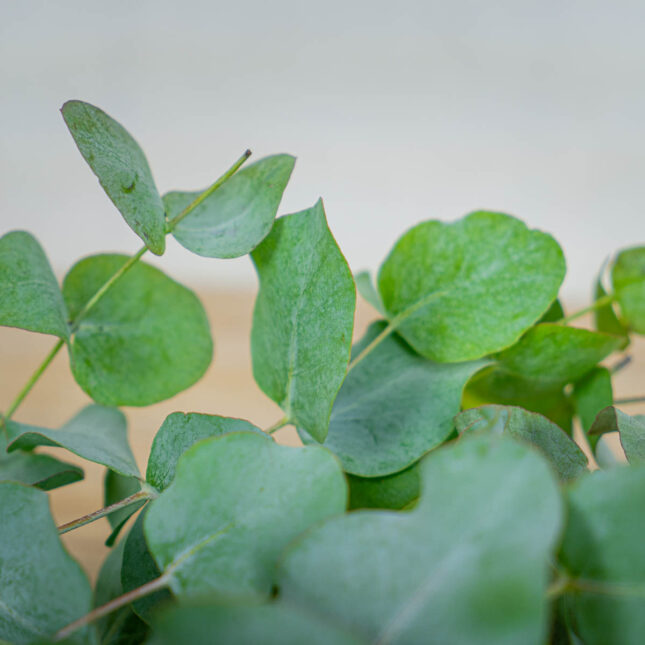 eukaliptus-ciety eukaliptus-ciety