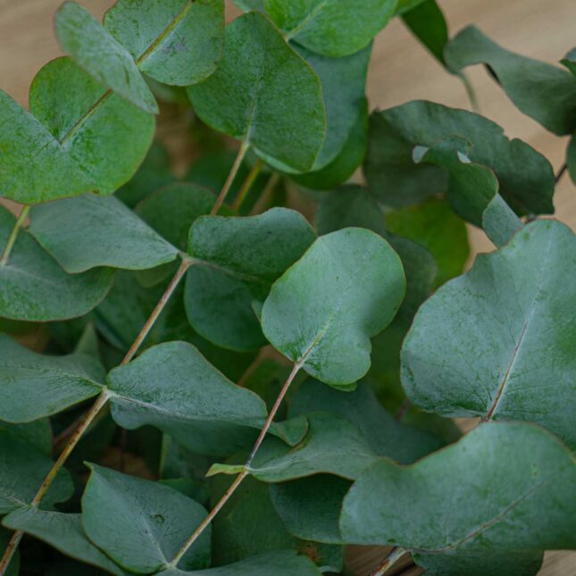 eukaliptus-ciety eukaliptus-ciety