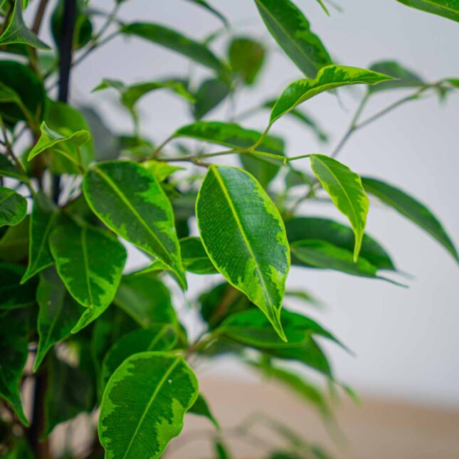 fikus-benjamina-anastasia-ficus fikus-benjamina-anastasia-ficus