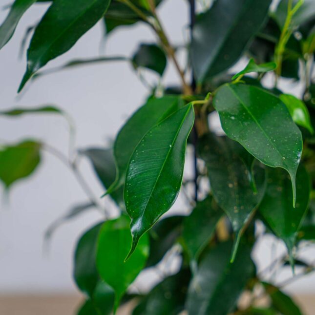 fikus-danielle-ficus fikus-danielle-ficus