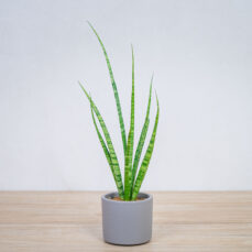 sansevieria-medusa