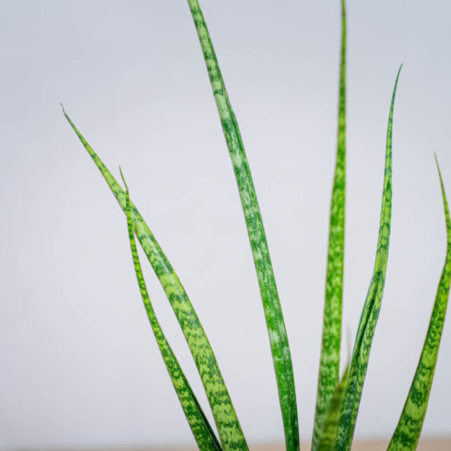 sansevieria-medusa sansevieria-medusa
