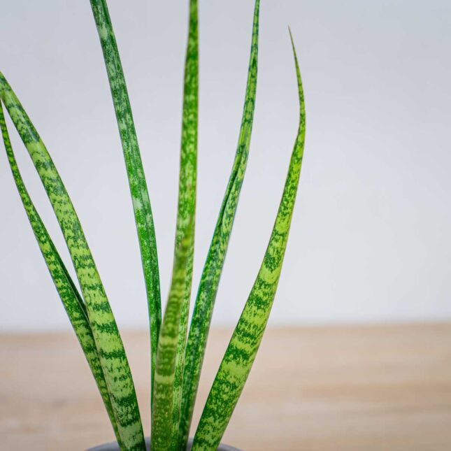 sansevieria-medusa sansevieria-medusa