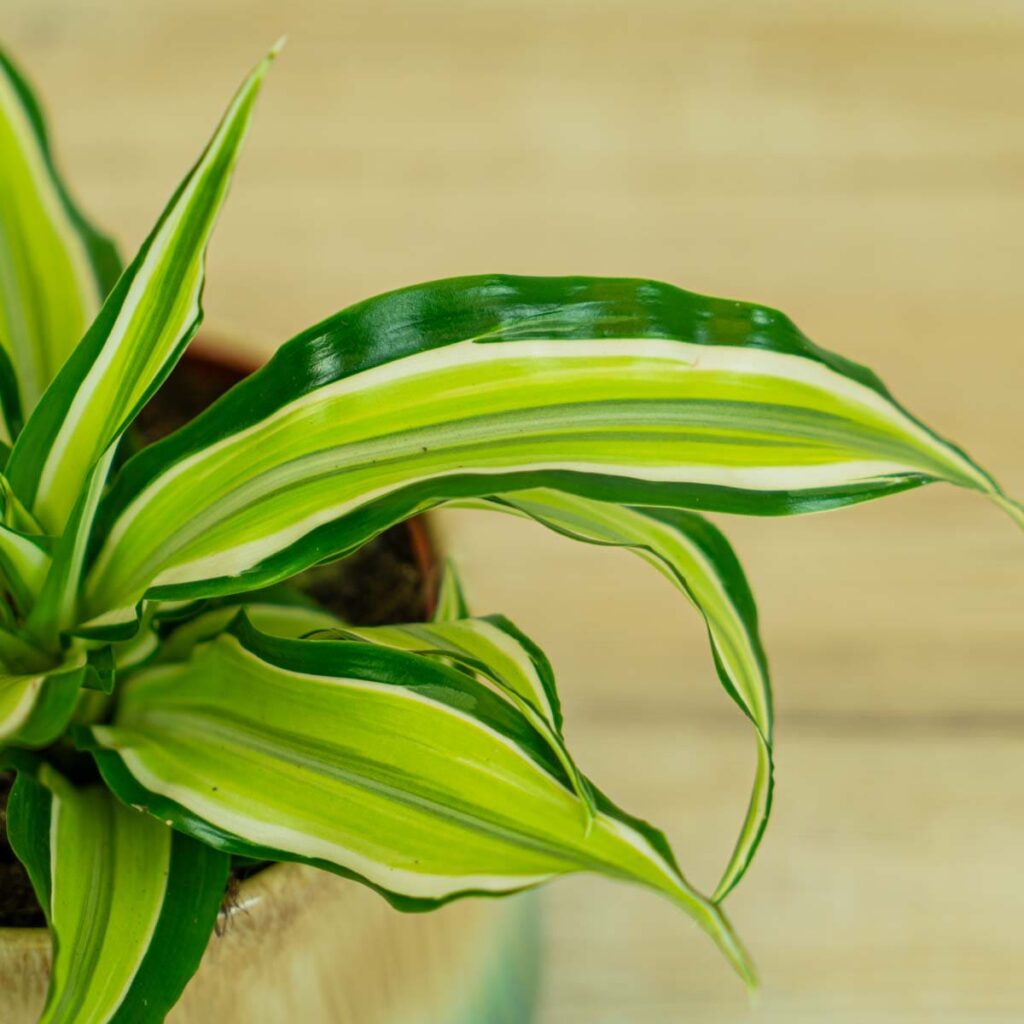 dracena-fragrans-malaika