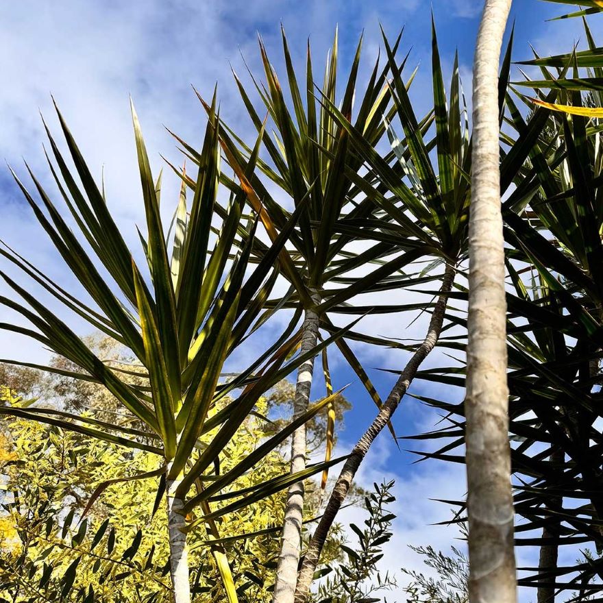 Dracena rosnąca w Australii.