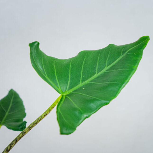 Alokazja-zebrina-siberian-tiger Alokazja-zebrina-siberian-tiger