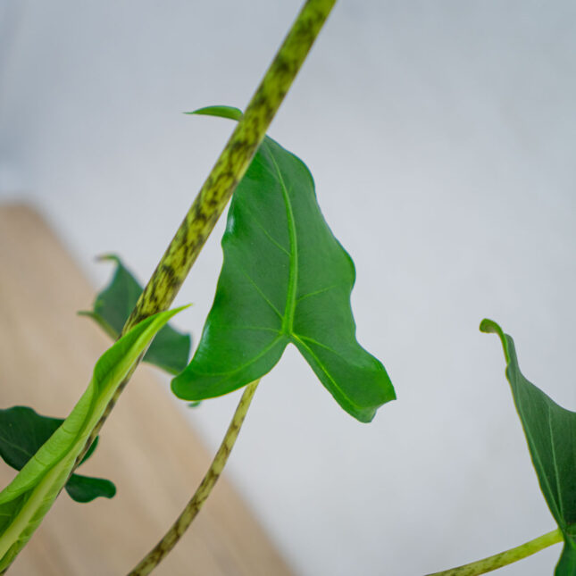 Alokazja-zebrina-siberian-tiger Alokazja-zebrina-siberian-tiger