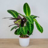 calathea-warscewiczii