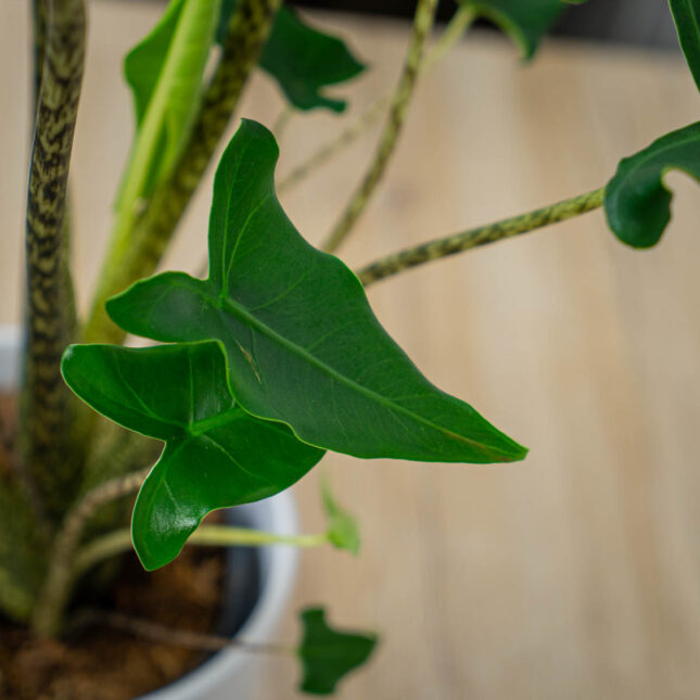 Alokazja-zebrina-siberian-tiger Alokazja-zebrina-siberian-tiger