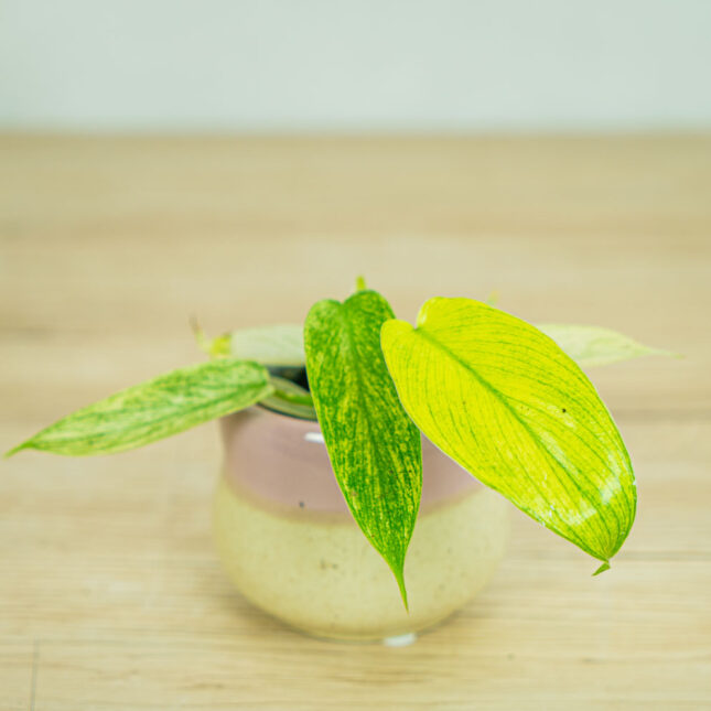 philodendron-florida-ghost-baby philodendron-florida-ghost-baby