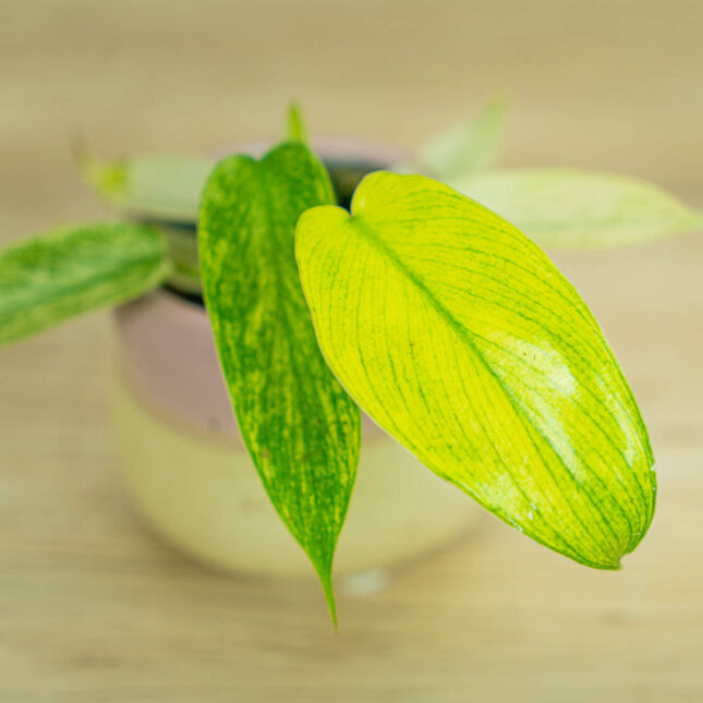 philodendron-florida-ghost-baby