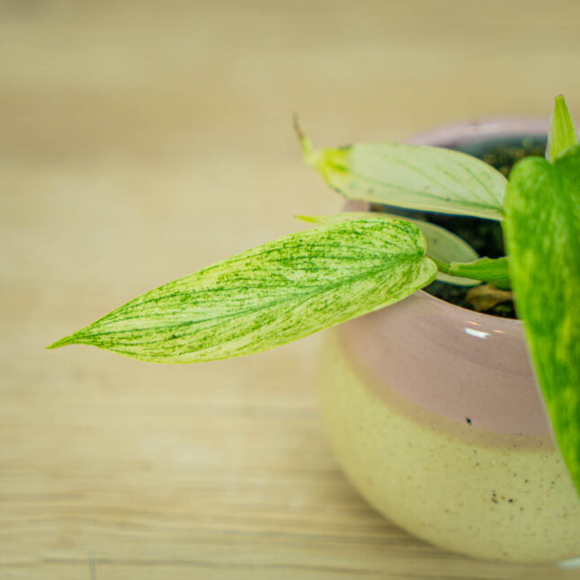 philodendron-florida-ghost-baby philodendron-florida-ghost-baby