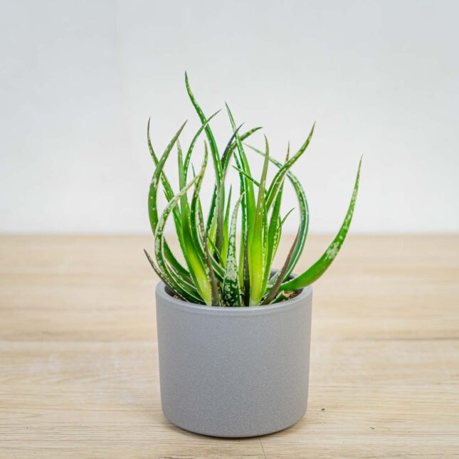 Aloes-maidu Aloes-maidu