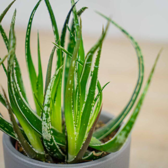 Aloes-maidu Aloes-maidu