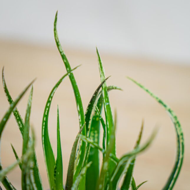 Aloes-maidu Aloes-maidu