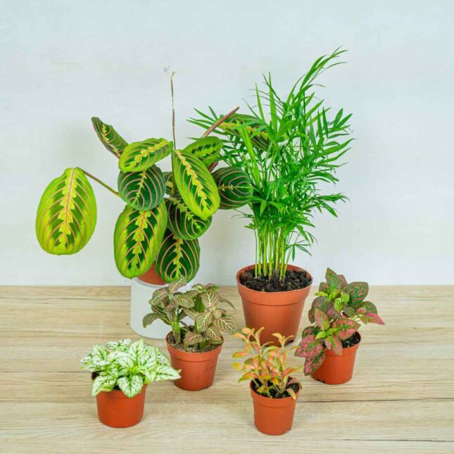 mala-szklarnia-zestaw-bezpieczne-dla-zwierzat-02 mala-szklarnia-zestaw-bezpieczne-dla-zwierzat-02