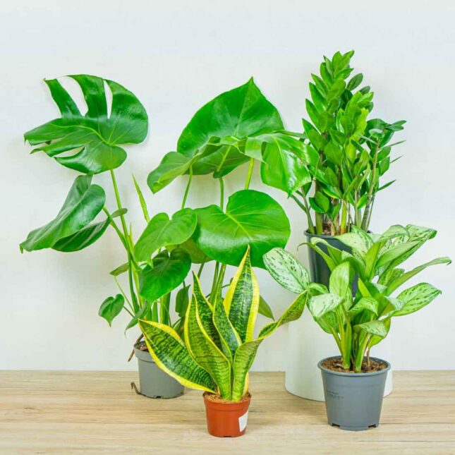 mala-szklarnia-zestaw-latwe-w-uprawie-2 mala-szklarnia-zestaw-latwe-w-uprawie-2