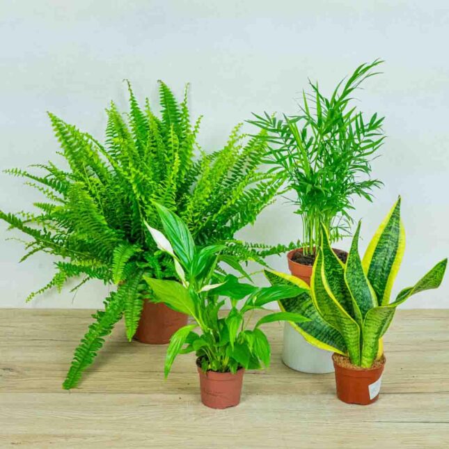 mala-szklarnia-zestaw-oczyszczajace-powietrze-2 mala-szklarnia-zestaw-oczyszczajace-powietrze-2