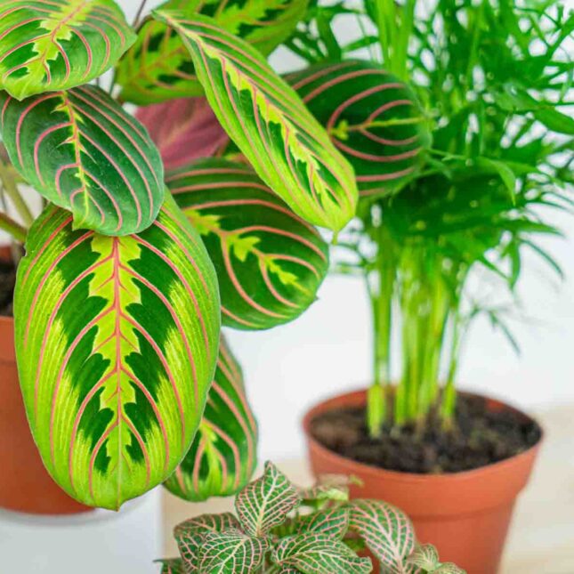 Mała Szklarnia Mała Szklarnia