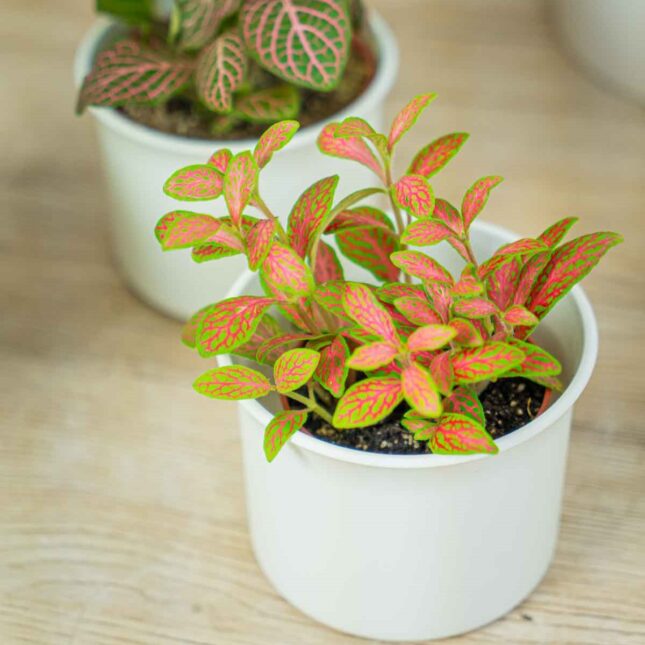 Mała Szklarnia Mała Szklarnia