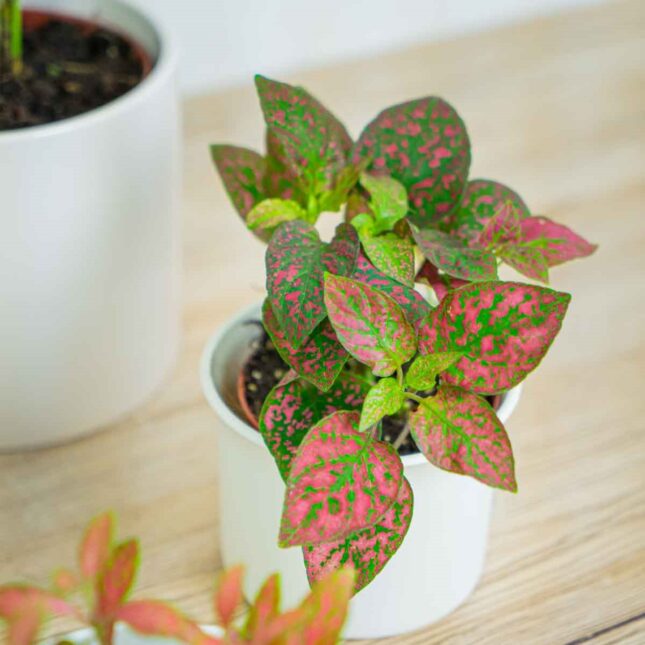 Mała Szklarnia Mała Szklarnia