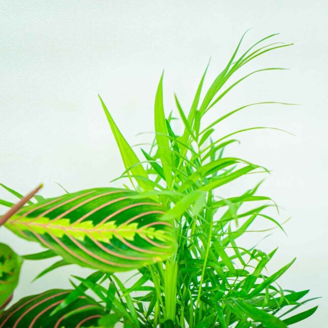 Mała Szklarnia Mała Szklarnia