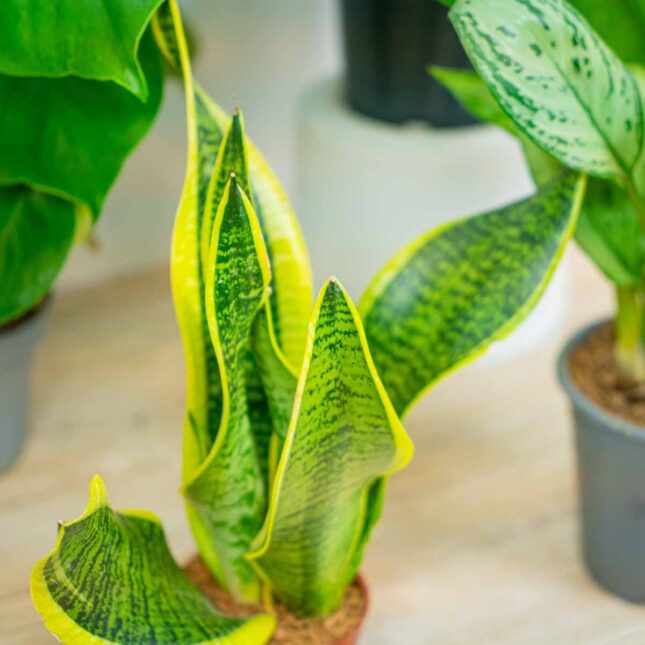 Mała Szklarnia Mała Szklarnia