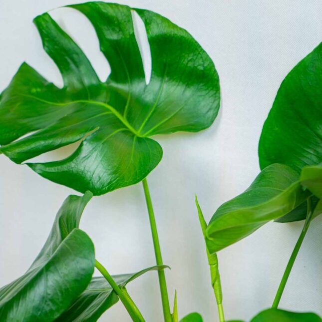 Mała Szklarnia Mała Szklarnia