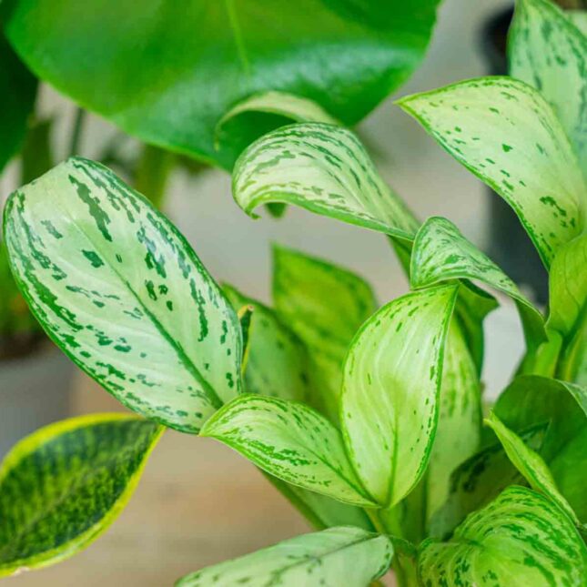 Mała Szklarnia Mała Szklarnia