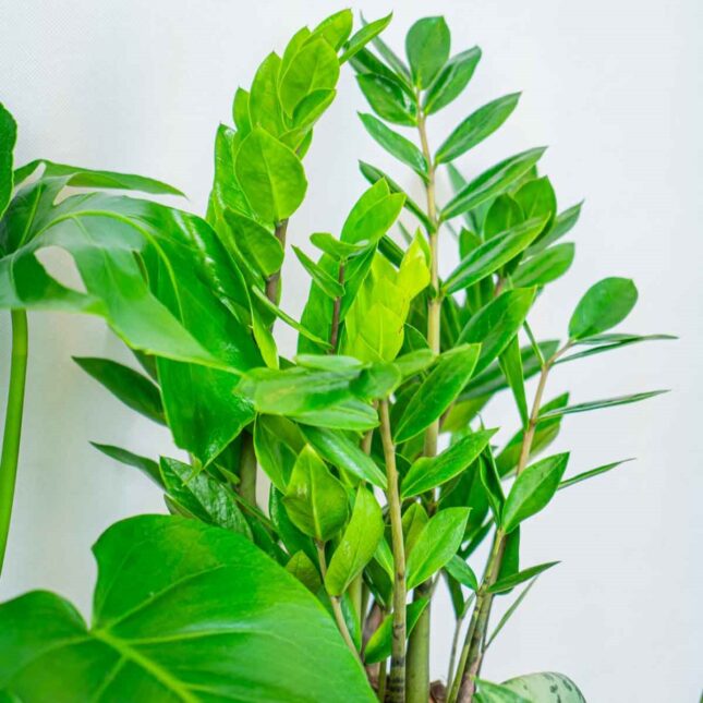 Mała Szklarnia Mała Szklarnia