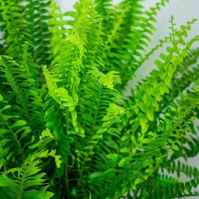 Mała Szklarnia Mała Szklarnia