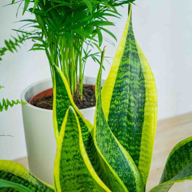 Mała Szklarnia Mała Szklarnia