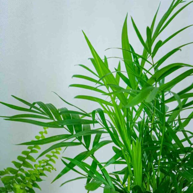 Mała Szklarnia Mała Szklarnia