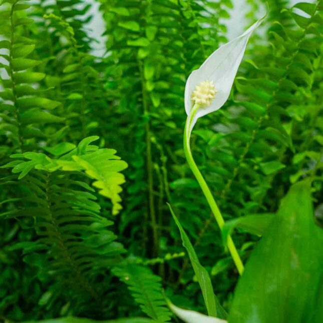 Mała Szklarnia Mała Szklarnia