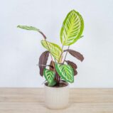 calathea-peacock-cora