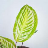 calathea-peacock-cora