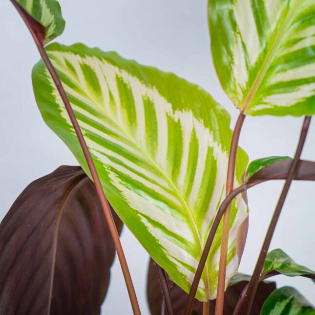 calathea-peacock-cora calathea-peacock-cora