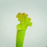 Kapturnica-białolistna-sarracenia-leucophylla