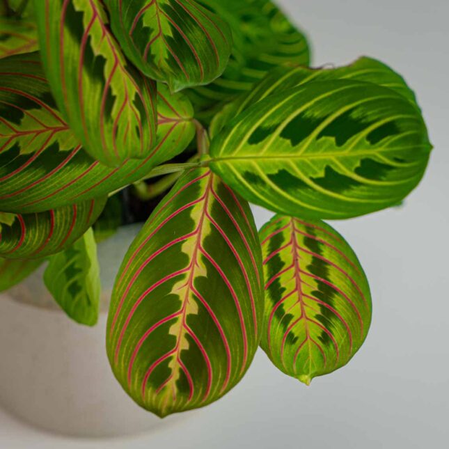 Mała Szklarnia Mała Szklarnia