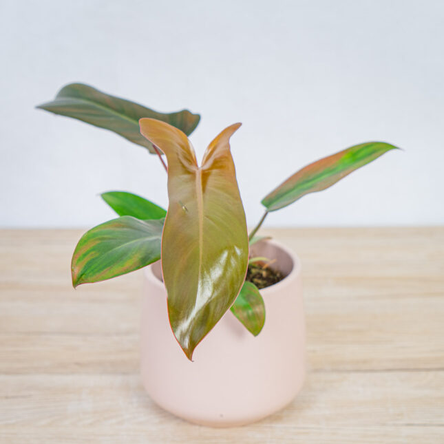 philodendron-florida-bronze