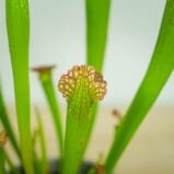 Kapturnica-białolistna-sarracenia-leucophylla