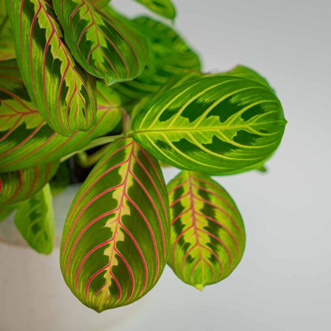 Mała Szklarnia Mała Szklarnia